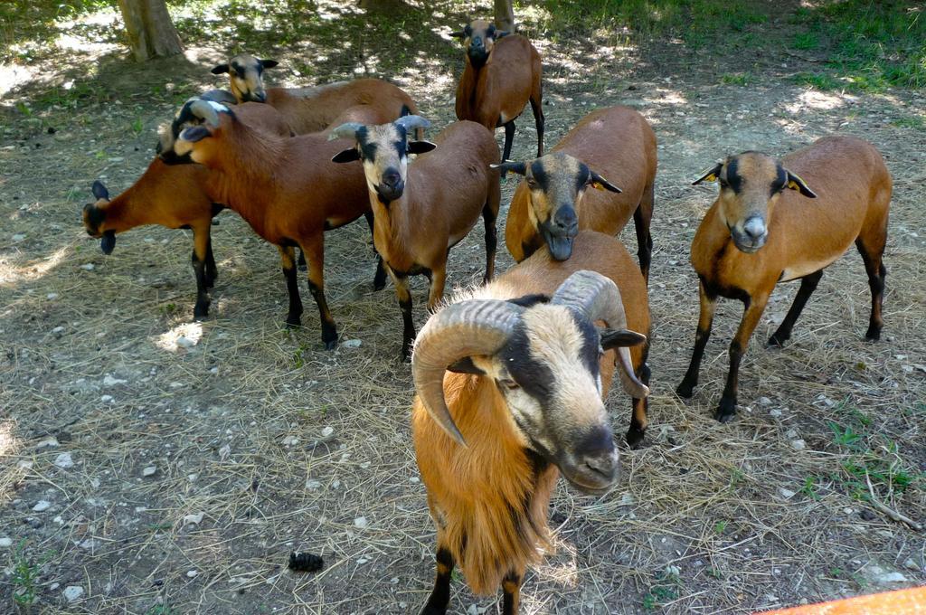 Le Mas De La Chouette Saint-Rémy-de-Provence Kültér fotó